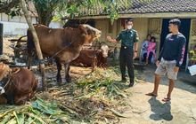 Babinsa Lamongan Aktif Pantau PMK di Wilayah Teritorial