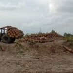 Diduga Angkut Kayu Ilegal Logging, DLHK Sumut Amankan Truk dan Muatannya di Taput
