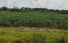 Terkuak Sudah, Pengelolaan Lahan ex PT Socfindo Diserahkan Pemkab Batu Bara ke BUMD