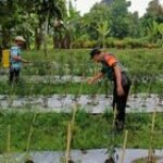 Babinsa di Desa Paya Bakung Berperan Aktif dalam Peningkatan Ketahanan Pangan