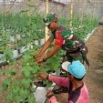 Babinsa Turi Dampingi Budidaya Melon