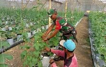 Babinsa Turi Dampingi Budidaya Melon
