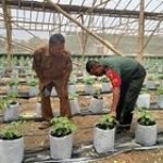 Babinsa Turi Dampingi Petani Buah
