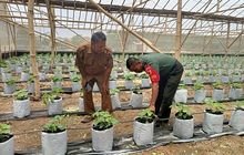 Babinsa Turi Dampingi Petani Buah