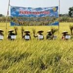 Desa Pucang Masuki Panen Raya Padi