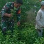 Babinsa Koramil 0201-12/Hamparan Perak Bantu Warga Bersihkan Kebun Sei Baharu