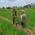 Tengah Sawah, Serda Frediansyah Sambangi Warga Pok Tani Taertai Ibu Durmelia & Pak Anto
