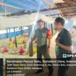 Komsos Peternak, Babinsa Koramil 0201-14/PB Serda Adolf Simanjuntak Tekankan Kebersihan Kandang