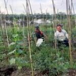 Babinsa Koramil 0201-13/PST Ajak Petani Wujudkan Ketahanan Pangan
