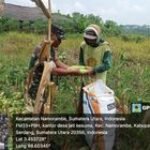 Sukseskan Ketahanan Pangan, Babinsa Koramil 0201-14/PB Serka Aris Bantu Petani Panen Jagung Desa Jati Kesuma