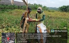 Sukseskan Ketahanan Pangan, Babinsa Koramil 0201-14/PB Serka Aris Bantu Petani Panen Jagung Desa Jati Kesuma
