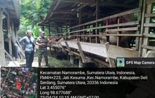 Dukung Ketahanan Pangan Bidang Peternakan, Babinsa Sambangi Peternak Kambing Wilayah Binaan