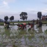 Babinsa di Wilayah Teritorial Kodim Lamongan Diterjunkan, Sukseskan Ketahanan Pangan
