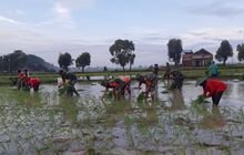 Babinsa di Wilayah Teritorial Kodim Lamongan Diterjunkan, Sukseskan Ketahanan Pangan