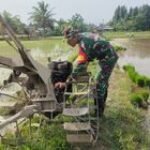 Dukung Hanpangan Babinsa Koramil 0201-13/PST Serma Maju Santoso Terjun Kesawah Bersaa Petani
