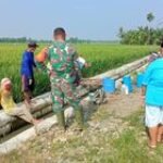Babinsa Dampingi Petani Penyemprotan Hama Sundef Dalam Rangka Program Ketapang Wilayah Binaan