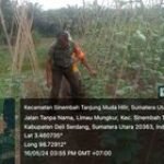 Babinsa Serka Wilopo dengan petani timun dan kacang di Patumbak Satu