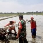 Babinsa Koramil 0201-13/PST Dampingi Petani untuk Tingkatkan Produksi Padi