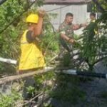 Babinsa Koramil 0201-05/MB Bantu Evakuasi Pohon Tumbang Di Jl. Kangkung