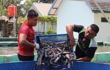 Yonarmed 12 Kostrad Kembali Sukses Panen Lele, Dorong Kesejahteraan Prajurit