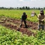 Babinsa Peltu Wagiran Dampingi Petani Laksanakan Panen Ubi Jalar dalam Rangka Program Ketahanan Pangan di Wilayah
