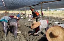 Babinsa Koramil 0201-12 HP Bantu Pembibitan Mangrove Bersama Masyarakat