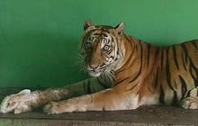 Sakit Tua, Si Manis Harimau Sumatera Koleksi Medan Zoo Mati