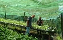 Babinsa Koramil 0201-07/MT Dukung Petani Sayur Hidroponik di Tanjung Selamat