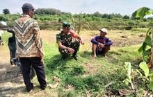 Babinsa Turun ke Sawah, Dengarkan Keluh Kesah Petani di Musim Kemarau