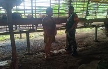 Sambangi Peternak Kambing, Babinsa Komsos Dan Berikan Motivasi
