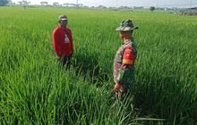 Babinsa Dampingi Petani Pantau Tanaman Padi, Pastikan Hasil Panen Maksimal