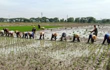 Musim Tanam Tiba, Babinsa Aktif Turun ke Sawah