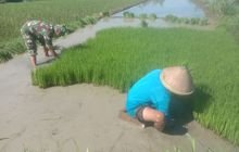Penuh Semangat Babinsa Simo Terjun Ke Sawah Bantu Petani
