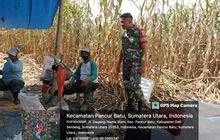 Babinsa Koramil 0201-14/PB Pancur Batu, Dorong Swasembada Pangan melalui Pendampingan Petani Jagung