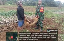Babinsa Serka Wilopo Dorong Pemanfaatan Ubi Kayu untuk Ketahanan Pangan di Patumbak