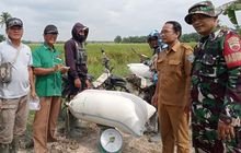 Sosialisasi Penyerapan Harga Gabah, Serma Chairul Anwar Jumpai Petani Labuhan Batu