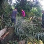Khawatir Timpa Rumah, Babinsa Koramil 12/ LP Bantu Warga Tebang Pohon Kelapa Di Ujung Lombang