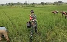 Ketahanan Pangan, Babinsa Bantu Petani Pupuk Tanaman Padi Guna Capai Hasil yang Lebih Baik