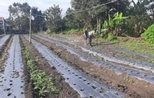 Bhabinkamtibmas Polsek Porsea Bantu Warga Tanam Cabai