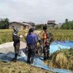 Pendampingan Pertanian, Babinsa Sertu R Aritonang Ikut Panen Padi Desa Wonosari