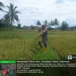 BABINSA DESA LANTASAN BARU KOMSOS DENGAN BAPAK WARGA PEMILIK SAWAH DIDESA LANTASAN BARU.