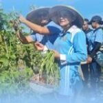 Lanud El Tari Panen Cabai Rawit Zahra dan Kacang Panjang, Perkuat Program Ketahanan Pangan