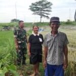 Babinsa Koramil 11/MD Serda Rahmad Lakukan Monitoring Ketahanan Pangan Bersama Petani di Wilayah Binaan