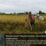 BABINSA DESA JATI KESUMA DAMPINGI PETANI DALAM PANEN PADI