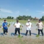 Babinsa Dalu 10A Sebagai Anggota Koramil 0201-16/TM Dukung Penanaman Padi Serentak di Tanjung Morawa