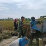 Guna mewujudkan Swasembada pangan Babinsa Koramil 0201-13/PST turun kesawah bantu petani panen padi