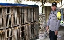 Polrestabes Medan Gerebek Lapak Judi Sabung Ayam di Pancur Batu, Lokasi Dibongkar dan Dibakar