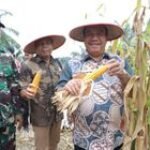 Bupati Asahan Ikuti Panen Raya Jagung Serentak yang Dipimpin Presiden Republik Indonesia