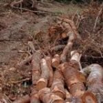 DPRD SU Desak Polres Humbahas Segera Tangkap Pelaku Perambah Hutan di Desa Parnapa Humbahas