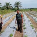 Babinsa Desa Karang gading Sertu Achyaris mendampingi perkembangan tanaman cabai milik warga binaan yang terserang wabah